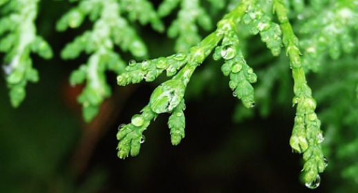 秋天经典诗词大全（十五首初秋雨后的诗词）