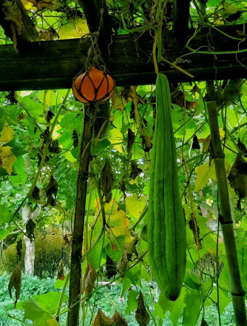 秋天经典诗词大全（十五首初秋雨后的诗词）