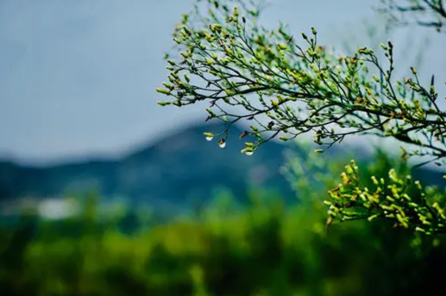 秋天经典诗词大全（十五首初秋雨后的诗词）