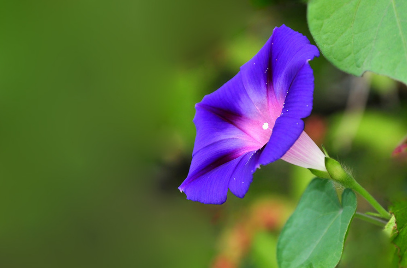 牵牛花经典的诗词（十首有关牵牛花的诗词）