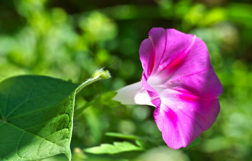 牵牛花经典的诗词（十首有关牵牛花的诗词）