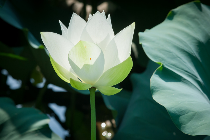 莲花经典诗词有哪些（十首莲花的诗词）