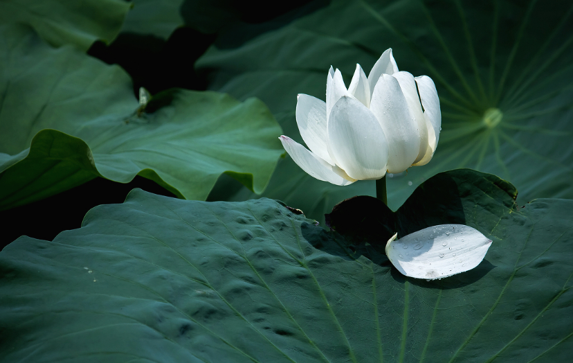 莲花经典诗词有哪些（十首莲花的诗词）