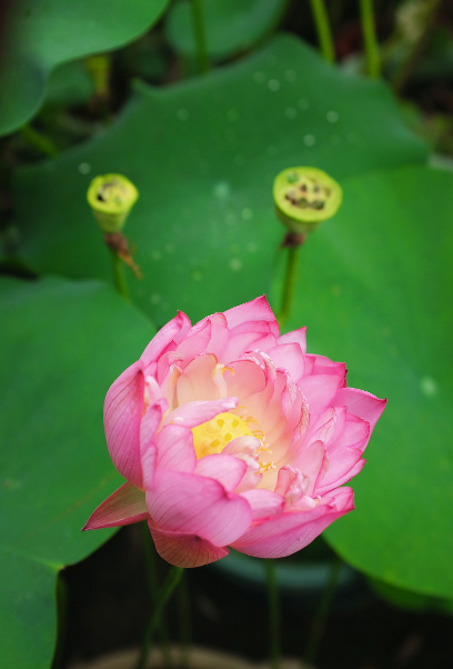 莲花经典诗词有哪些（十首莲花的诗词）