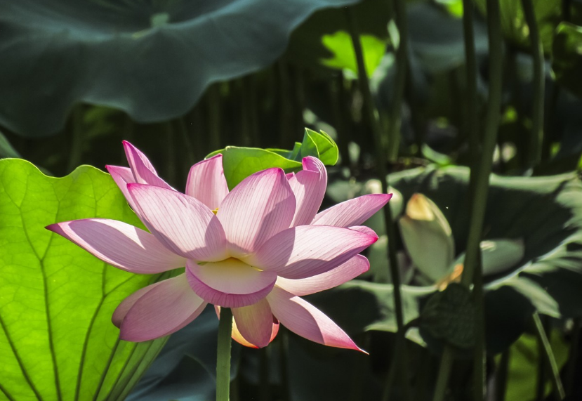 莲花经典诗词有哪些（十首莲花的诗词）