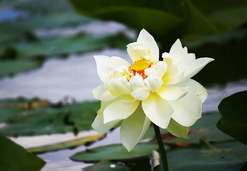 莲花经典诗词有哪些（十首莲花的诗词）