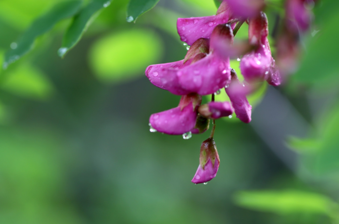 晴天诗词名句摘抄（十首雨过的诗词）