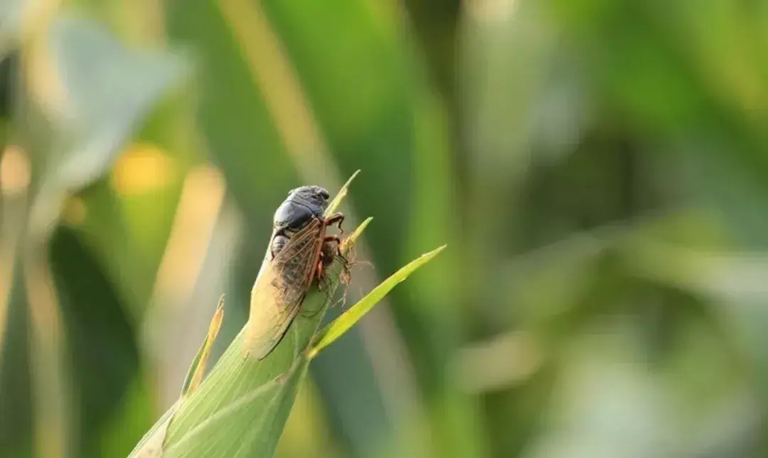 听蝉诗词名句大全（十首听蝉的古诗词）