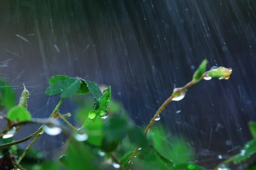 小雨诗词名句摘抄（12首有关小雨的诗词）