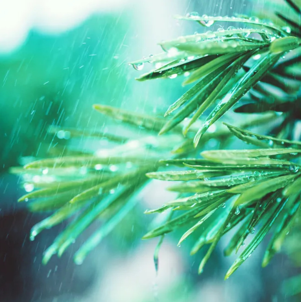 小雨诗词名句摘抄（12首有关小雨的诗词）