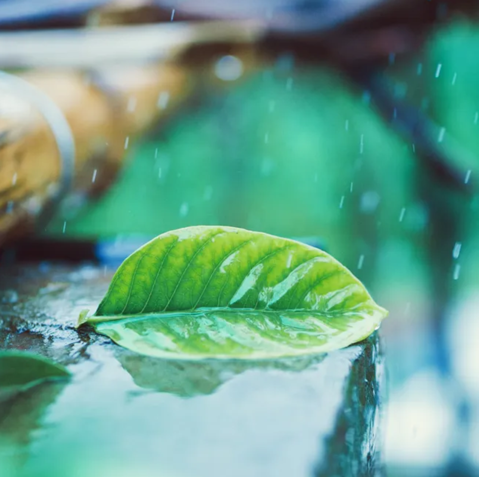 小雨诗词名句摘抄（12首有关小雨的诗词）