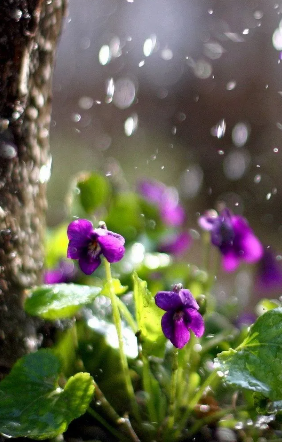 小雨诗词名句摘抄（12首有关小雨的诗词）