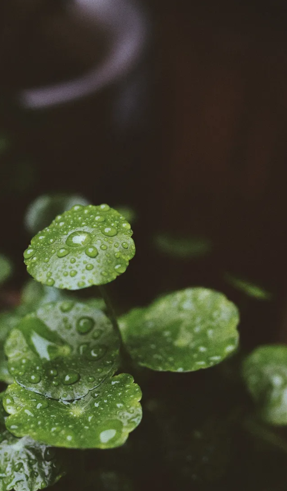 小雨诗词名句摘抄（12首有关小雨的诗词）