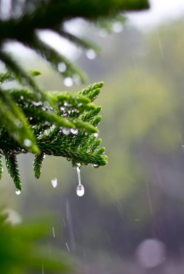 小雨诗词名句摘抄（12首有关小雨的诗词）