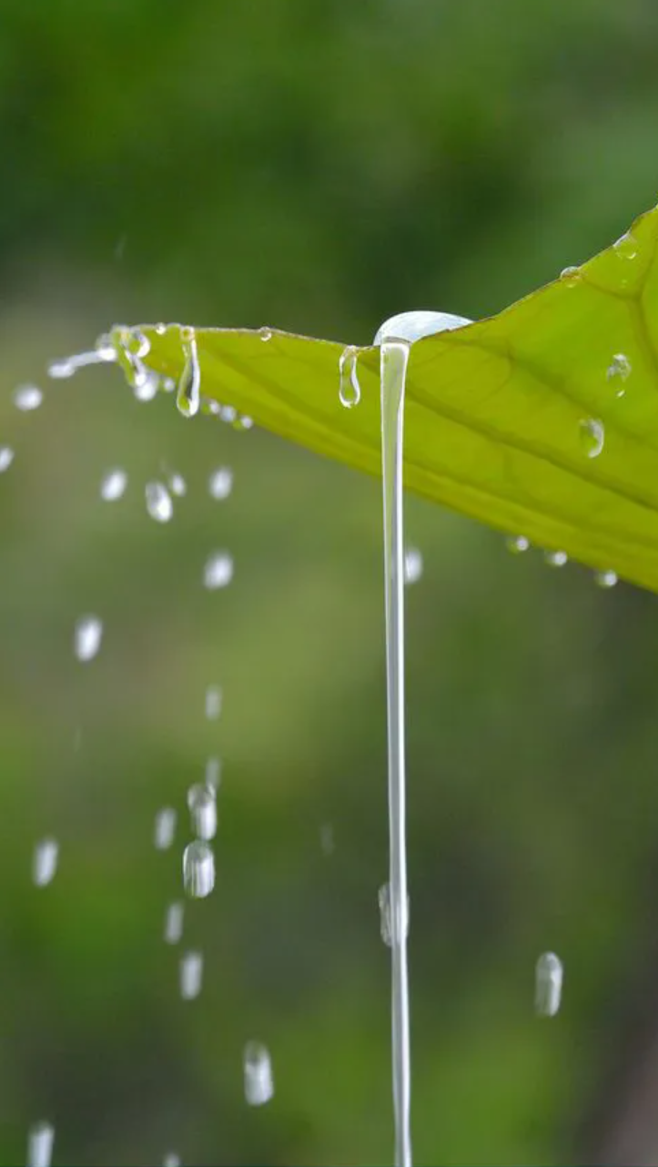 小雨诗词名句摘抄（12首有关小雨的诗词）