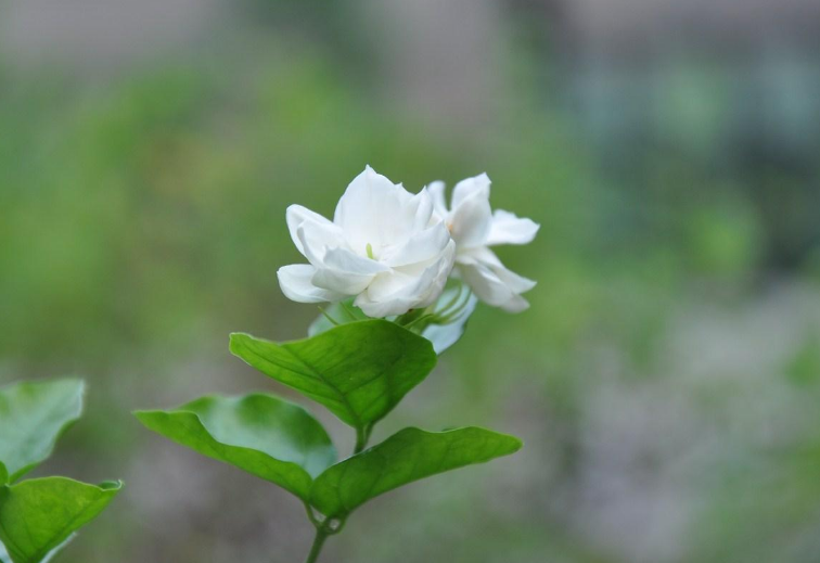 茉莉花诗词名句有哪些（12首茉莉花的诗词）