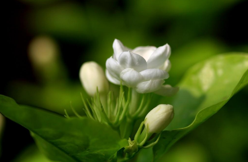 茉莉花诗词名句有哪些（12首茉莉花的诗词）