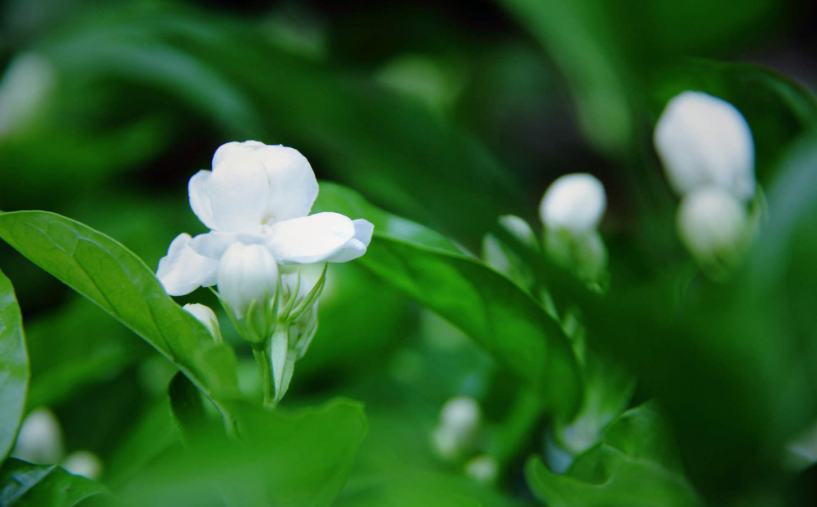 茉莉花诗词名句有哪些（12首茉莉花的诗词）