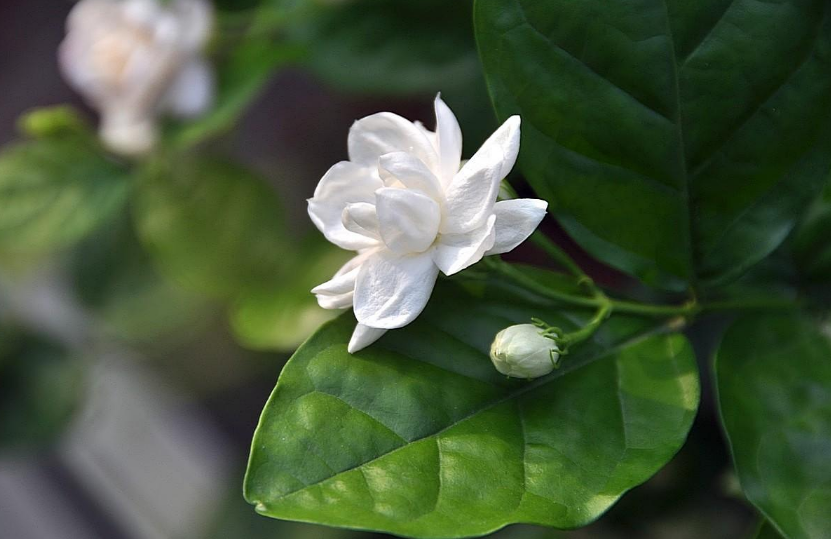 茉莉花诗词名句有哪些（12首茉莉花的诗词）