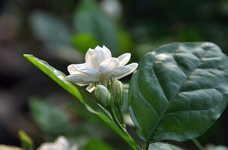 茉莉花诗词名句有哪些（12首茉莉花的诗词）