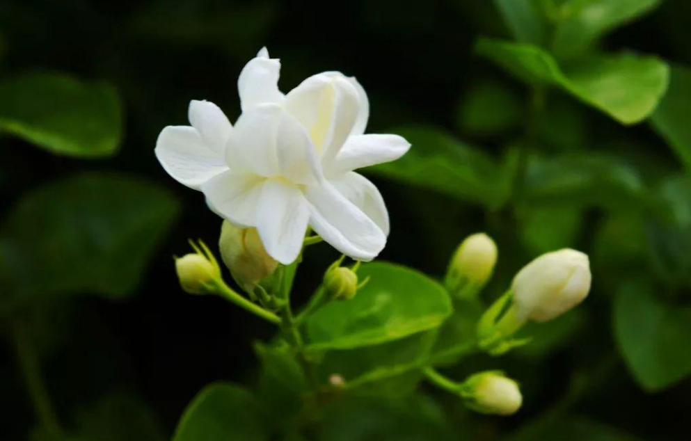 茉莉花诗词名句有哪些（12首茉莉花的诗词）