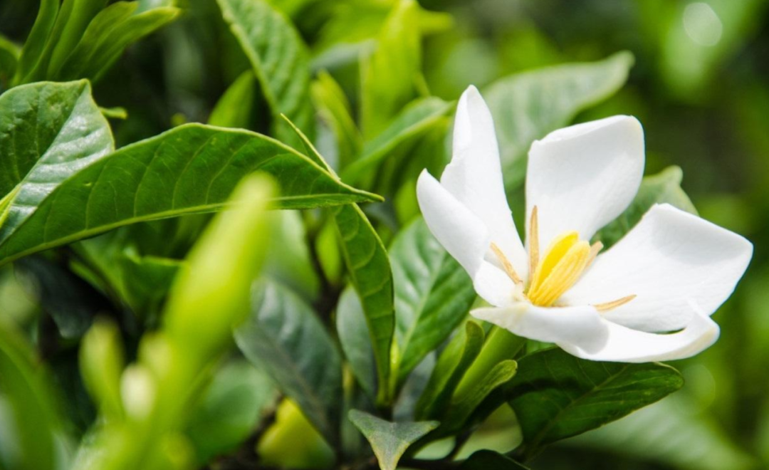 栀子花诗词名句有哪些（十首栀子花的诗词）