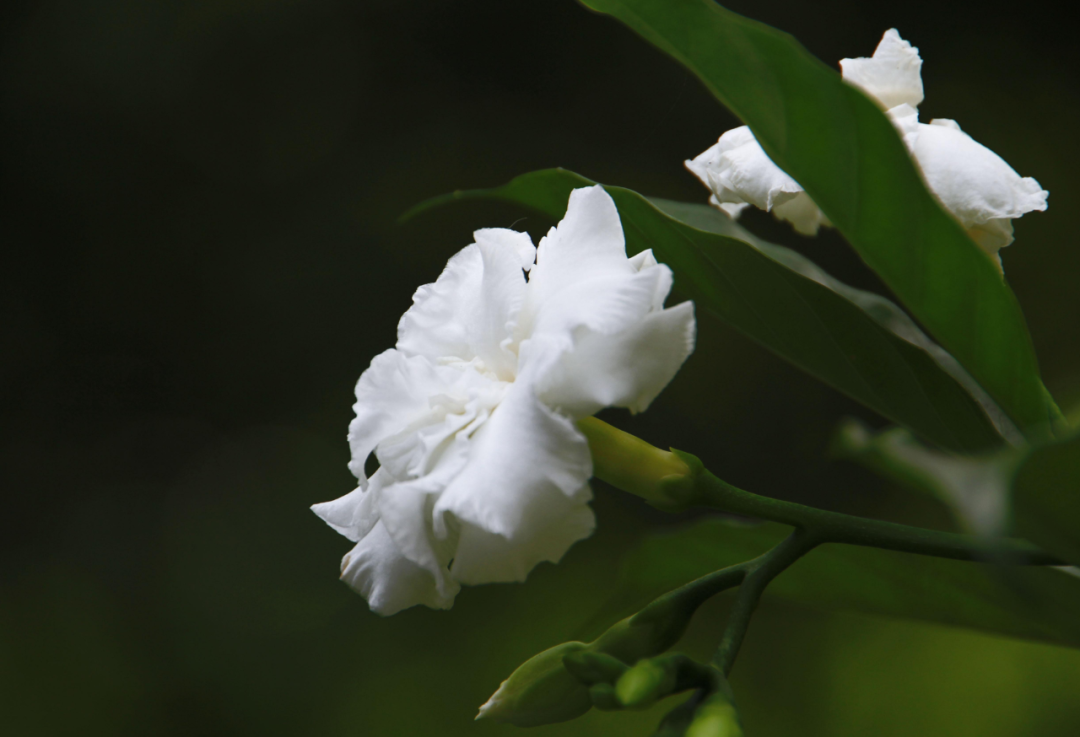 栀子花诗词名句有哪些（十首栀子花的诗词）