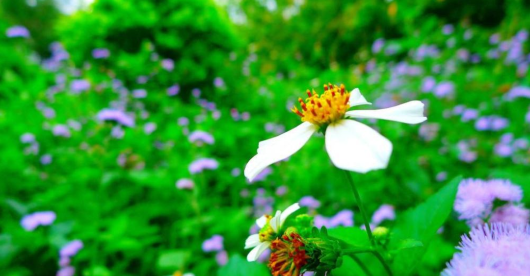 夏日诗词名句大全（十首唯美的夏日诗词）