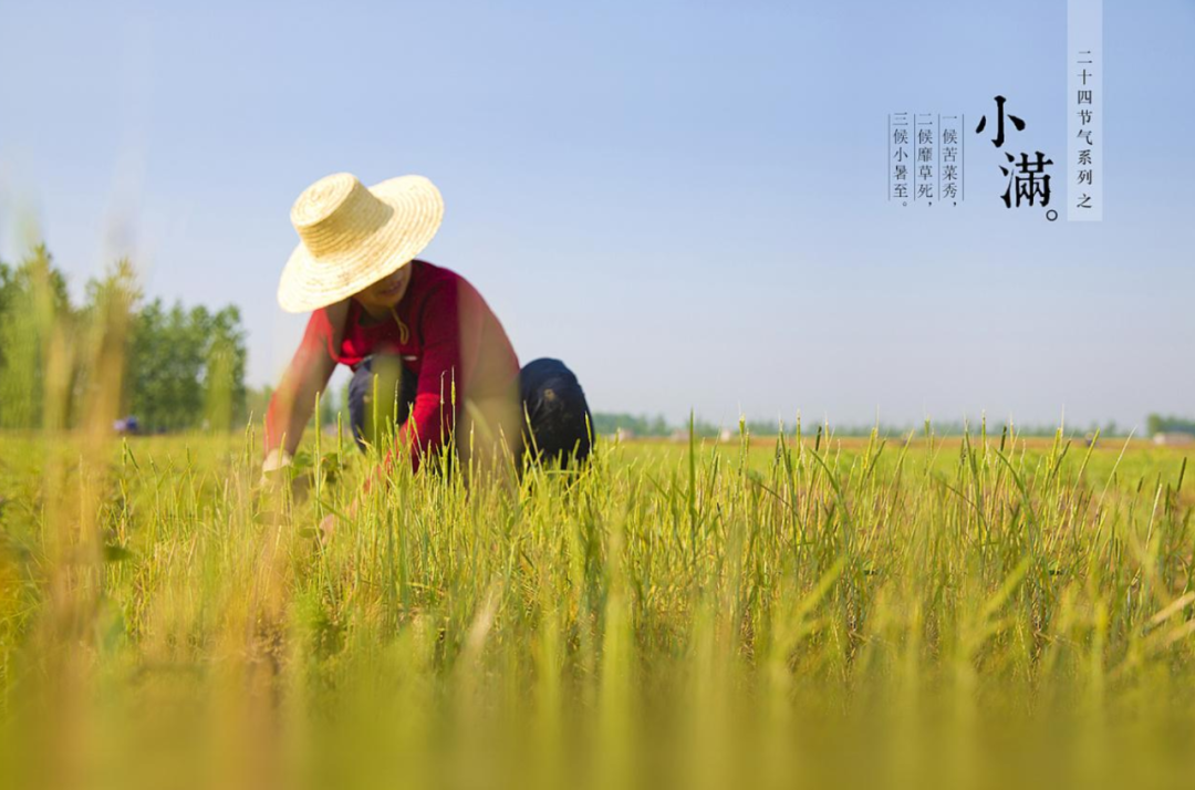 物致于此，小得盈满（经典7首小满诗词）