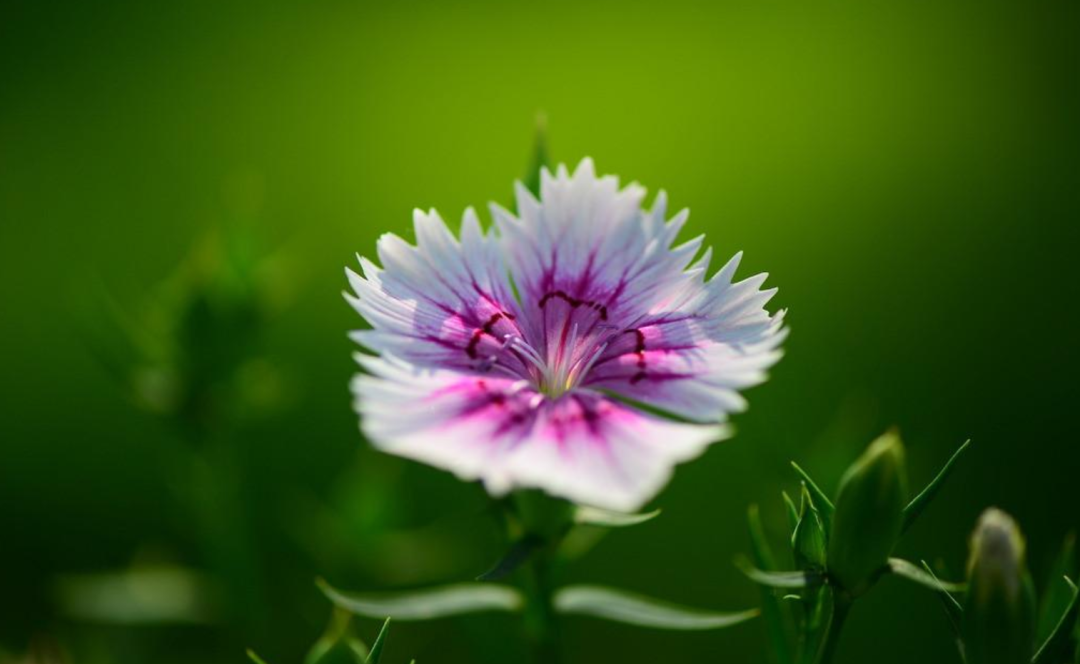 石竹花诗词名句大全（十首石竹花的诗词）