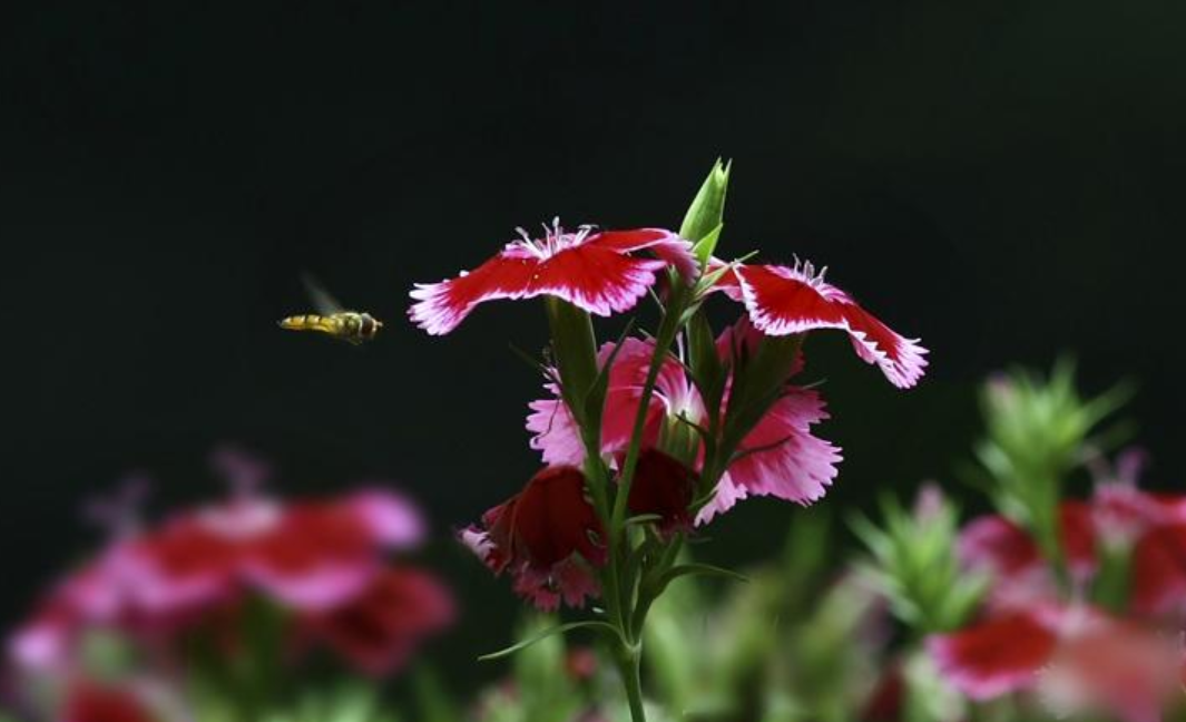 石竹花诗词名句大全（十首石竹花的诗词）