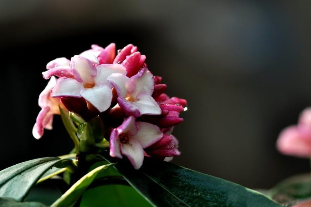 瑞香花诗词名句大全（十首瑞香花的诗词）