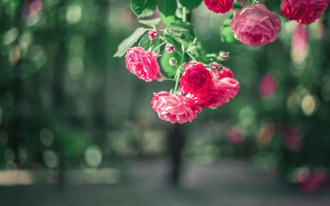 关于蔷薇花的诗词名句（十首蔷薇花的诗词）