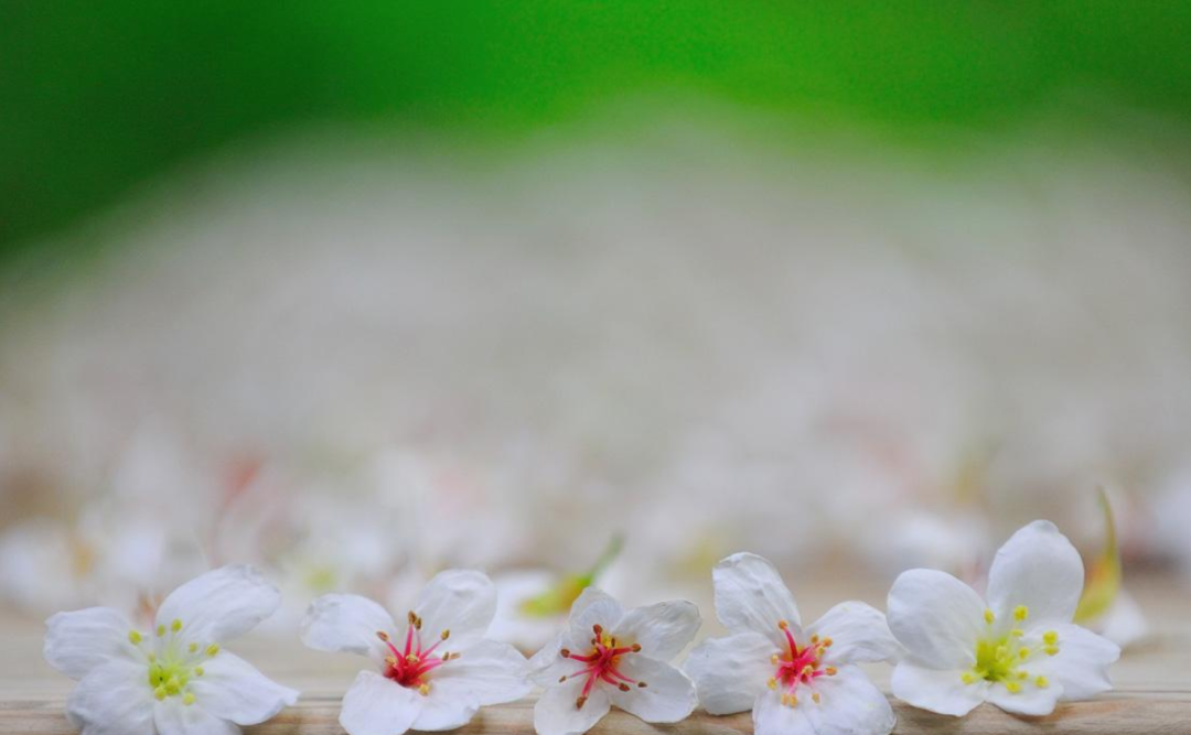 关于桐花古风诗句（十二首桐花的诗词）