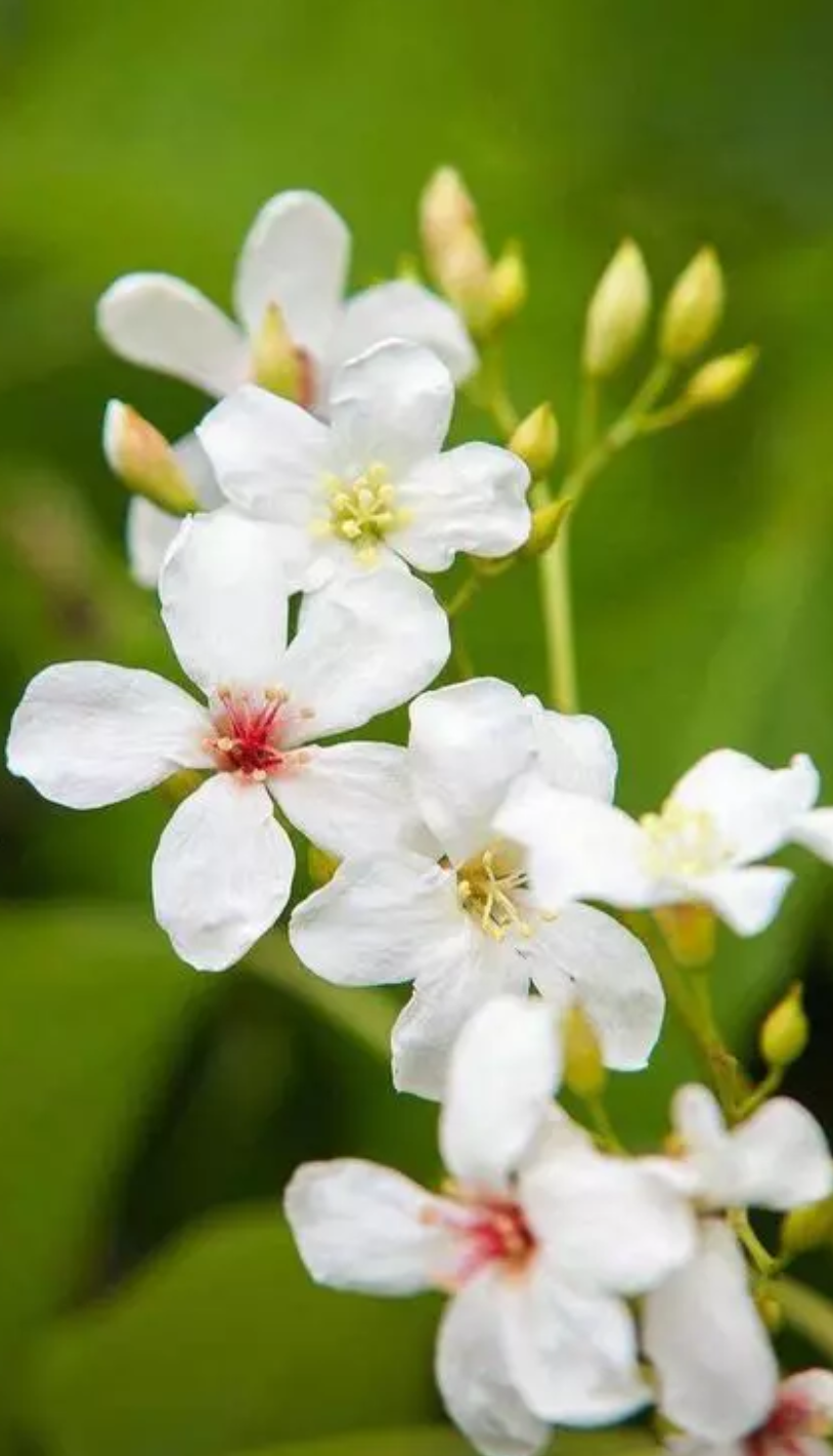 关于桐花古风诗句（十二首桐花的诗词）