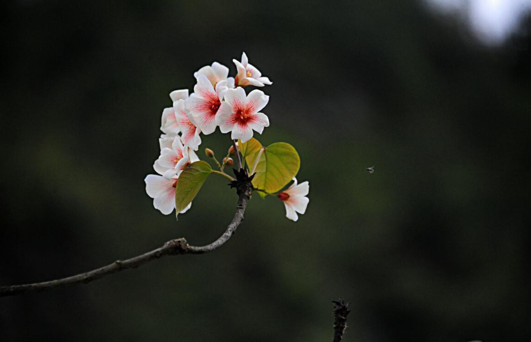 关于桐花古风诗句（十二首桐花的诗词）