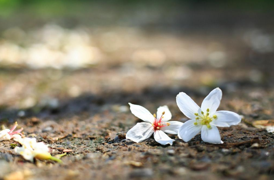 关于桐花古风诗句（十二首桐花的诗词）