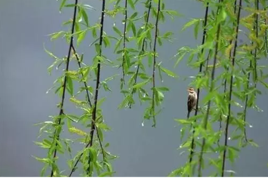 春雨诗词名句有哪些（十首春雨的诗词）