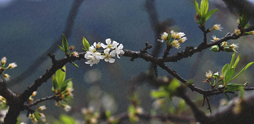 春雨诗词名句有哪些（十首春雨的诗词）