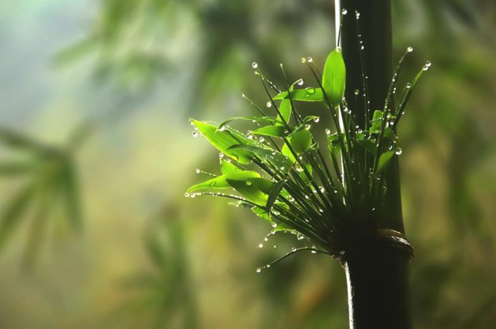 春雨诗词名句有哪些（十首春雨的诗词）