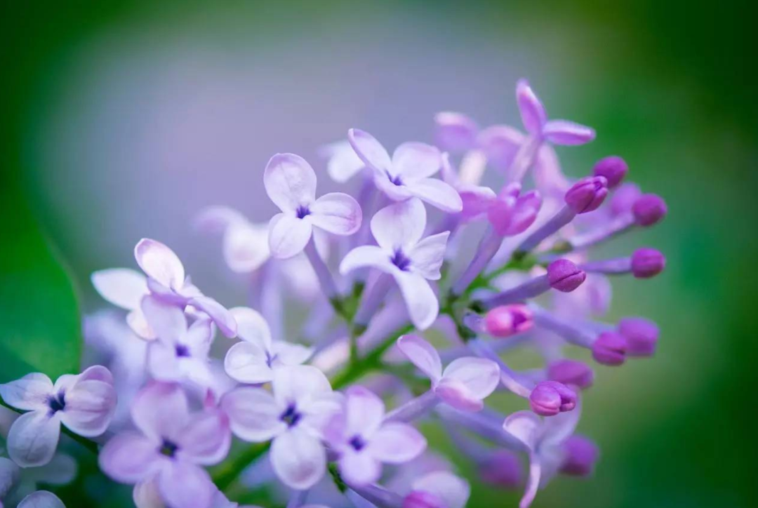 丁香花诗词名句大全（十首丁香花的古诗词）