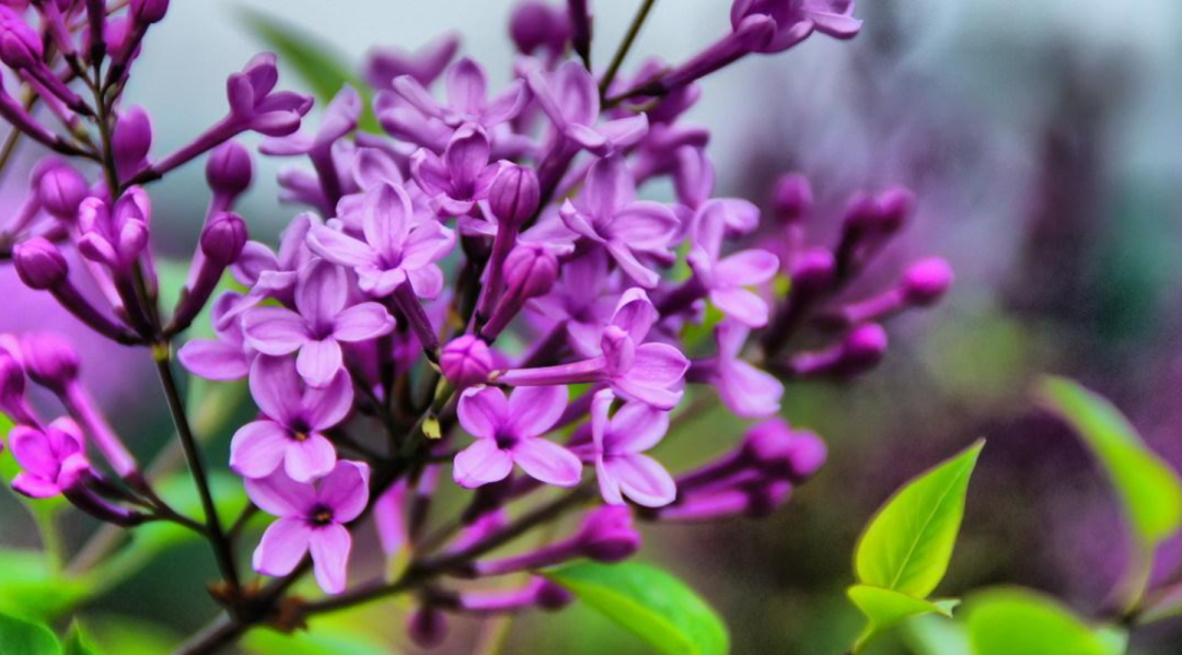 丁香花诗词名句大全（十首丁香花的古诗词）