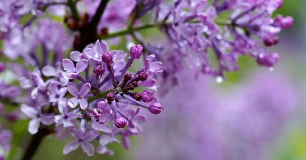 丁香花诗词名句大全（十首丁香花的古诗词）