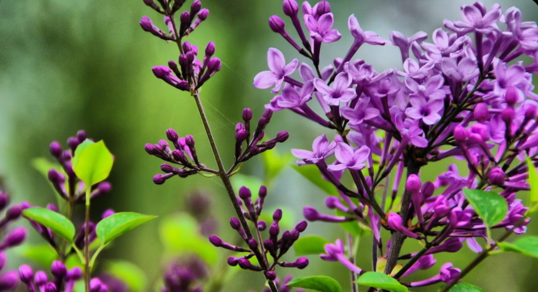 丁香花诗词名句大全（十首丁香花的古诗词）