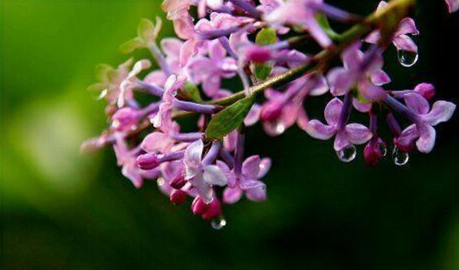 丁香花诗词名句大全（十首丁香花的古诗词）