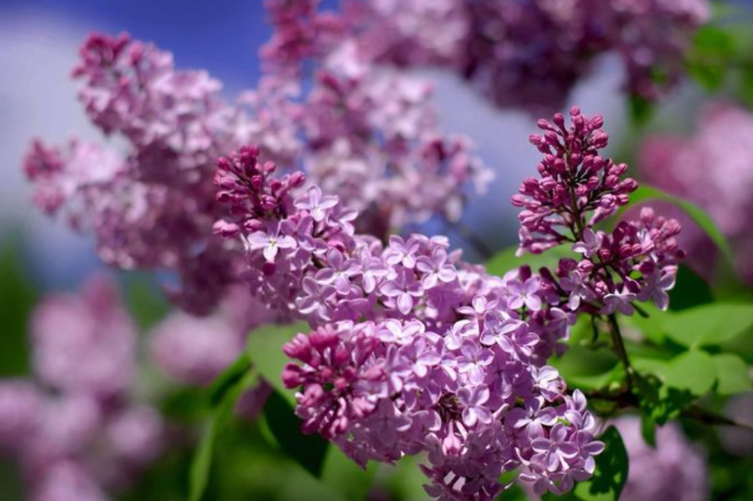 丁香花诗词名句大全（十首丁香花的古诗词）