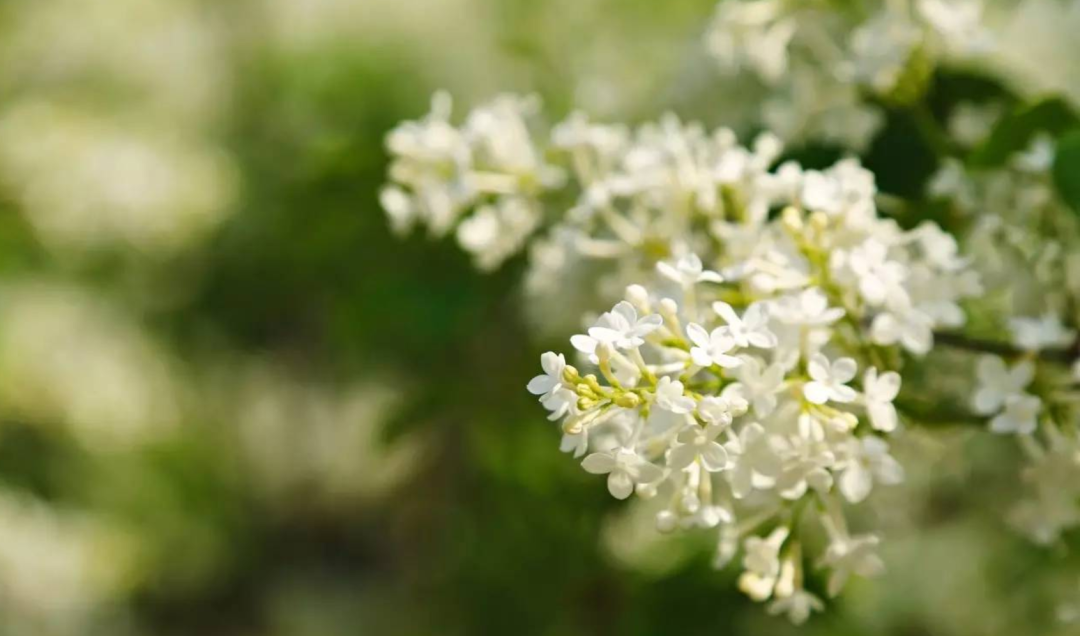 丁香花诗词名句大全（十首丁香花的古诗词）