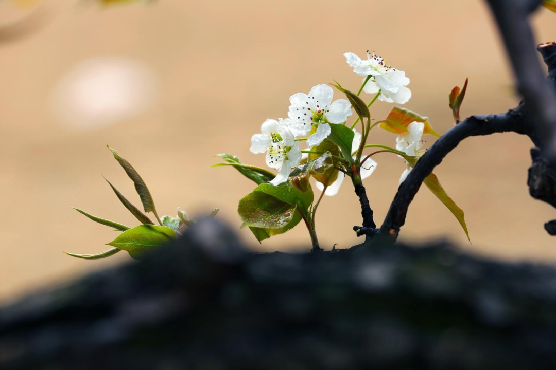 梨花诗词名句有哪些（10首梨花的诗词）