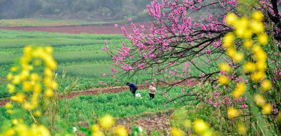 春景诗词名句大全（十首春景的诗词）