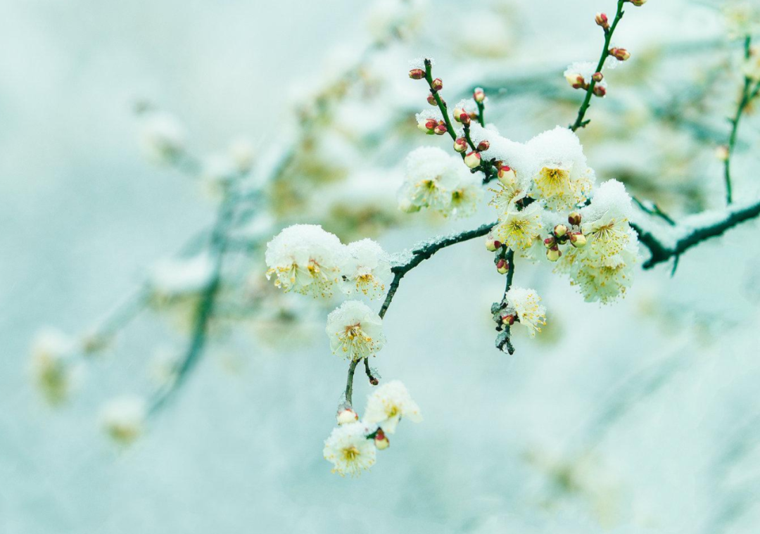 春雪诗词名句大全（十首春雪的诗词）